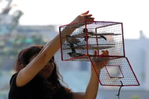 Sát sanh bị yểu mạng