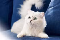 Bói vận mệnh tuổi Mão trong tháng 6