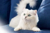 Bói vận mệnh tuổi Mão trong tháng 6