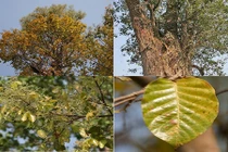 Cây sa la gắn với sự kiện đức Phật nhập Niết bàn