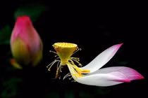 Vô thường có phải là chủ thuyết bi quan không? 