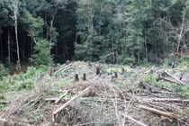 Sẽ thành lập lực lượng Cảnh sát Lâm nghiệp