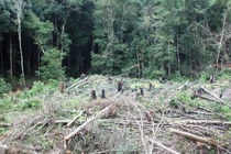 Sẽ thành lập lực lượng Cảnh sát Lâm nghiệp