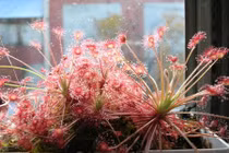 Sự thật ngải ăn thịt: Huyền thoại huyết ngải độc thần tướng