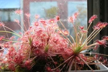 Sự thật ngải ăn thịt: Huyền thoại huyết ngải độc thần tướng