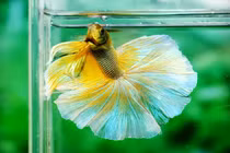 Giải mã giấc mơ thấy cá của bà bầu