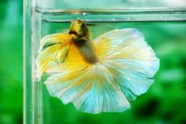 Giải mã giấc mơ thấy cá của bà bầu