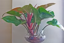 6 loại cây rước tài lộc cho dân công sở 