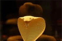 Gieo quẻ tuần mới (17/3 – 23/3) cho 12 con giáp (1) 