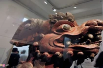 Ngắm vẻ đẹp mê hoặc của sư tử thuần Việt