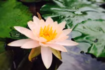 Lỡ làm tiểu nhân thì phải làm sao? 