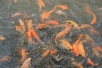 Trong chiêm bao thấy sát sinh, có bị tội không? 