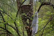 Huyền bí rừng ma đồng nhi