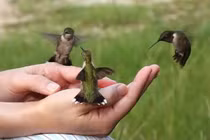 Lỡ phạm tội sát hại sinh vật nhiều quá, phải làm sao? 