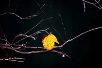 Suối vàng và chín suối ý nghĩa giống nhau hay khác nhau? 