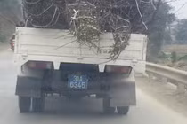 Xe tải biển xanh nườm nượp chở đào rừng Mộc Châu về