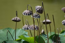 Khổ đau lớn nhất là gì?