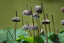 Khổ đau lớn nhất là gì?