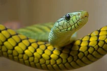 Gieo quẻ tuần mới (28/4 – 4/5) cho 12 con giáp (1) 