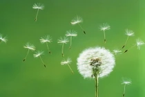 Buông thì được...