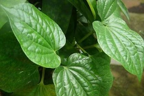 Mẹo hay chống say xe từ lá trầu