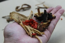 Sinh mạch tán chữa bệnh tim