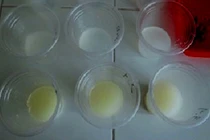 Chế phẩm sinh học trừ sâu hại rau màu 