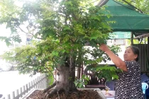 Lạ lùng chuyện để tang cho... cây giữa lòng Hà Nội