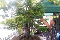 Lạ lùng chuyện để tang cho... cây giữa lòng Hà Nội