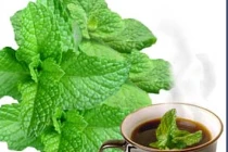 Bạc hà trị cảm, viêm họng