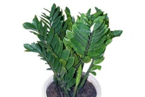 Ý nghĩa phong thủy của cây kim tiền