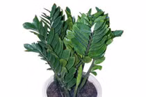 Ý nghĩa phong thủy của cây kim tiền