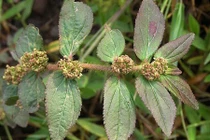 Cỏ sữa giúp chữa rối loạn tiêu hóa