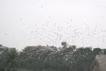 Người “tái tạo” đảo cò giữa thành phố