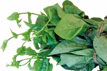 Mồng tơi đẩy lùi khó ngủ