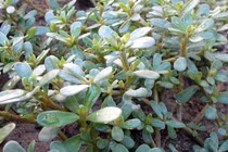 Rau sam giúp thanh nhiệt, giải độc