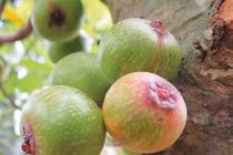 Sung hỗ trợ trị hen phế quản