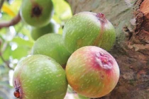 Sung hỗ trợ trị hen phế quản