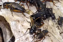 Tại sao côn trùng ít xuất hiện vào mùa đông?