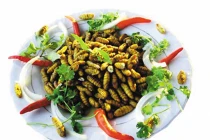 Nhộng tằm cải thiện chứng chậm lớn, còi xương