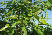 Cây vối chống xói mòn, giữ đất