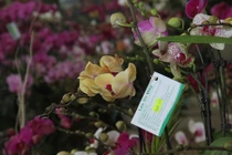 Bật mí cách trồng lan hồ điệp siêu "đẻ" hoa