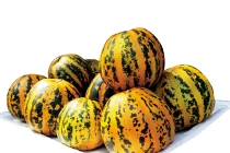 Bài thuốc chữa táo bón, béo phì từ dưa bở