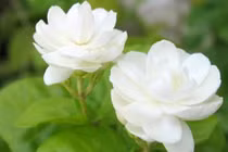 Hoa nhài chữa mất ngủ