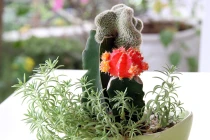 Không nên đặt cây xương rồng trên bàn làm việc