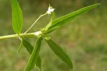 Giải độc gan bằng cây bạch hoa xà thiệt thảo