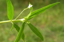 Giải độc gan bằng cây bạch hoa xà thiệt thảo