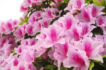 Bài thuốc trị bệnh phụ nữ từ hoa đỗ quyên 