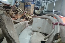 Tận mục hai bộ xương cá Ông “độc nhất vô nhị” VN