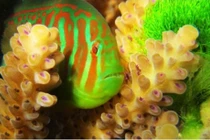 Rong tảo trong nước sẽ giết cá? 